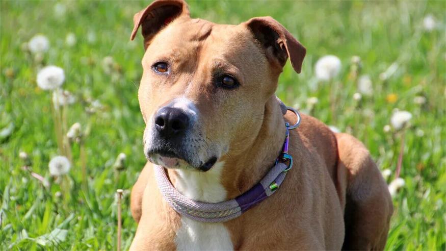 Diese Tiere warten im Tierschutzhaus Sonnenhof Alisa ist eine freundliche und loyale Hündin. Fremde Menschen - insbesondere Männer - sind ihr nicht ganz geheuer und sie tritt diesen entsprechend skeptisch gegenüber. Alisa wird daher mehrere Kennenlern-Termine benötigen, um ihre möglichen neuen Besitzer kennenzulernen und Vertrauen aufzubauen. Ist dieser Schritt erst getan, offenbart Alisa ihren überaus liebevollen und anhänglichen Charakter. Egal, ob Spaziergänge, Schwimmen oder gemütliche Kuschelstunden, die Hündin verbringt ihre Zeit am liebsten an der Seite ihres Menschen. Auch aufgrund ihres treuen Wesens fällt Alisa das Alleinebleiben noch schwer, was im neuen Zuhause weiter geübt werden muss. Aufgrund einer Hüftgelenksdysplasie und Arthrosen im Ellbogen- und Schulterbereich, muss ihre körperliche Auslastung und Bewegung an diese angepasst werden. Die Hündin zeigt sich mit Artgenossen gut verträglich, im neuen Zuhause möchte sie jedoch das einzige Tier sein. Alisa ist auf der Suche nach hundeerfahrenen Menschen ohne Kinder, die ihr ein neues Zuhause mit Garten bieten können. Rasse: Staffordshire Mix Geschlecht: Weiblich, kastriert Alter: 8Jahre und 9 Monate Größe: Medium