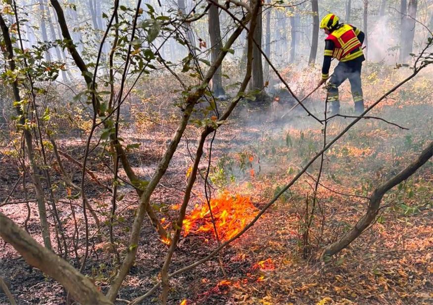 Am Feiertag brannte es im Wald zwischen Pöttsching und Neudörfl.