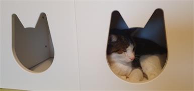 Auch Kater Lucky macht es sich in den kalten Wintermonaten gern gemütlich. Als Rückzugsort hat sich der flauschige Vierbeiner sein gemütliches Katzenhaus ausgesucht. 
