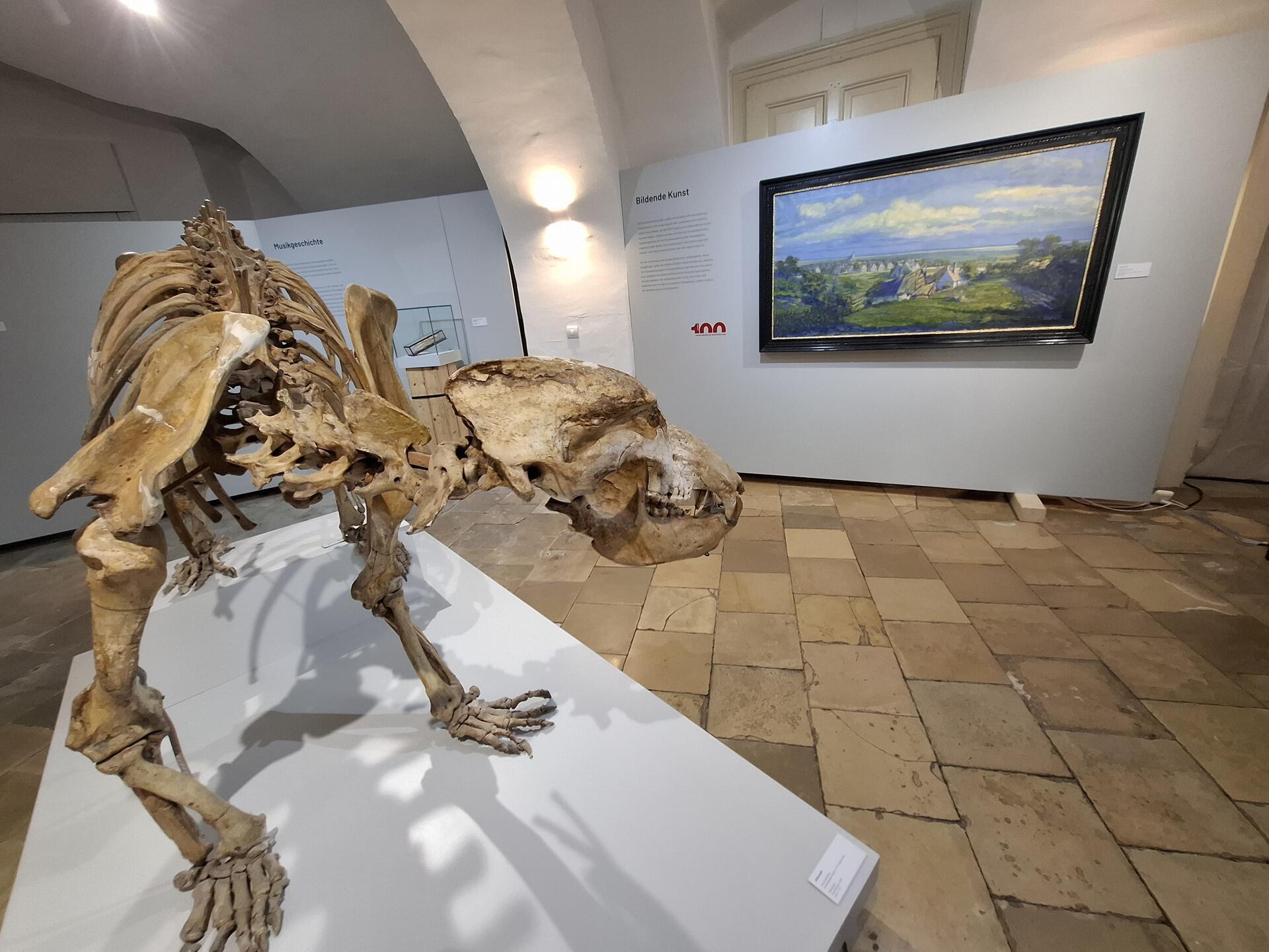 Auch der berühmte Höhlenbär aus Winden ist wieder da! Derzeit zu sehen im Leinner-Haus in Eisenstadt.