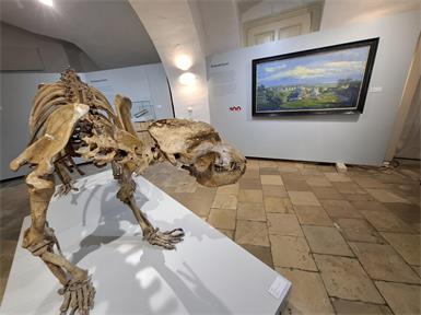 Auch der berühmte Höhlenbär aus Winden ist wieder da! Derzeit zu sehen im Leinner-Haus in Eisenstadt.