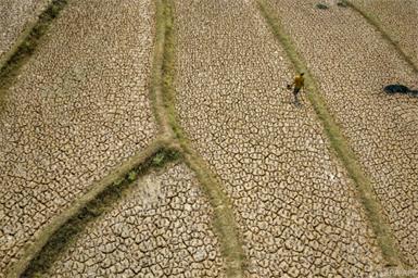 Ausgetrocknetes Reisfeld als Folge von El Nino auf West-Java