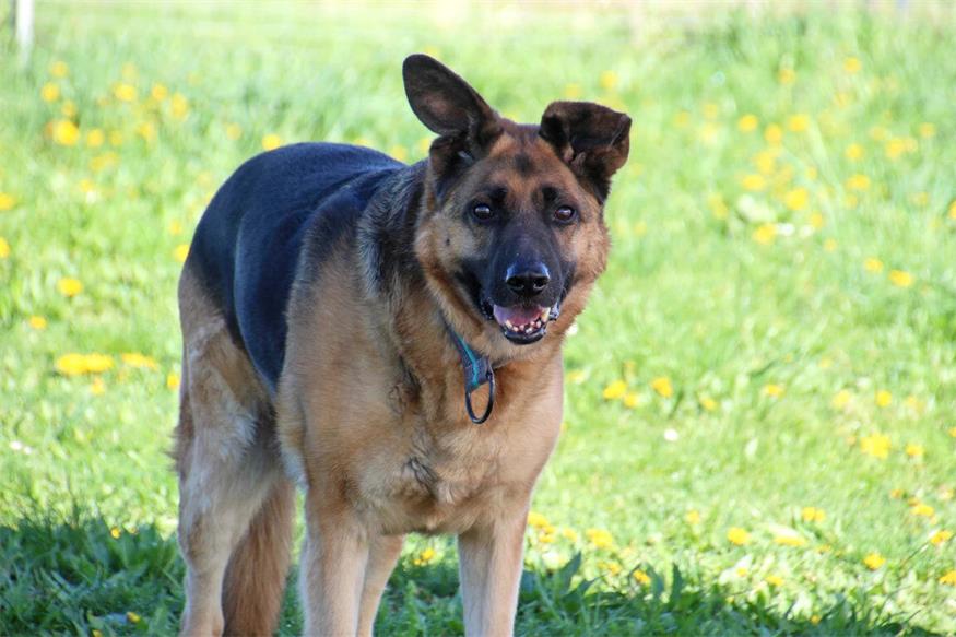 Diese Tiere warten im Tierschutzhaus Sonnenhof Ben ist ein sensibler und unsicherer Rüde. In seinem vorherigen Leben hat er leider nicht viel kennengelernt, weshalb er fremden Personen und neuen Situationen misstrauisch begegnet. Er wird mehrere Kennenlern-Termine benötigen, um die ersten Grundsteine für einen Bindungsaufbau in seiner gewohnten Umgebung zu legen. Von seiner neuen Familie wünscht sich Ben ausreichend Zeit, Geduld und Verständnis - dann belohnt er diese bald mit seinem liebevollen und loyalen Wesen. Aufgrund seiner Unsicherheiten sollten keine Kinder im gemeinsamen Haushalt leben. Der liebevolle Rüde würde sich sehr über ein neues Zuhause mit Garten und in ländlicher Gegend freuen.<?ZE?><?ZE?>Rasse: Deutscher Schäferhund<?ZE?><?ZE?>Geschlecht: männlich, kastriert<?ZE?><?ZE?>Alter: 7 Jahre und 9 Monate<?ZE?><?ZE?>Größe: Medium