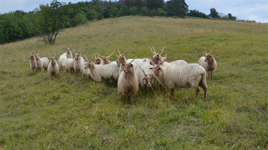 Mit Herzblut und Verstand – Junge Bauern, alte Tierrassen