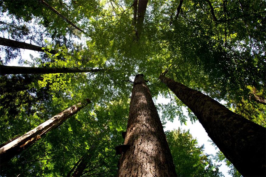 Neuer Fördertopf für Biodiversität im Weingarten, am Acker und im Wald 