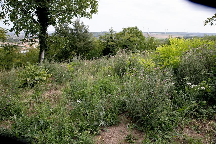 Naturpark erfolgreich im Kampf gegen gebietsfremde Arten Naturpark erfolgreich im Kampf gegen gebietsfremde Arten