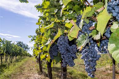 Weinlese 2025: „Der beste Jahrgang des Jahrtausends“?