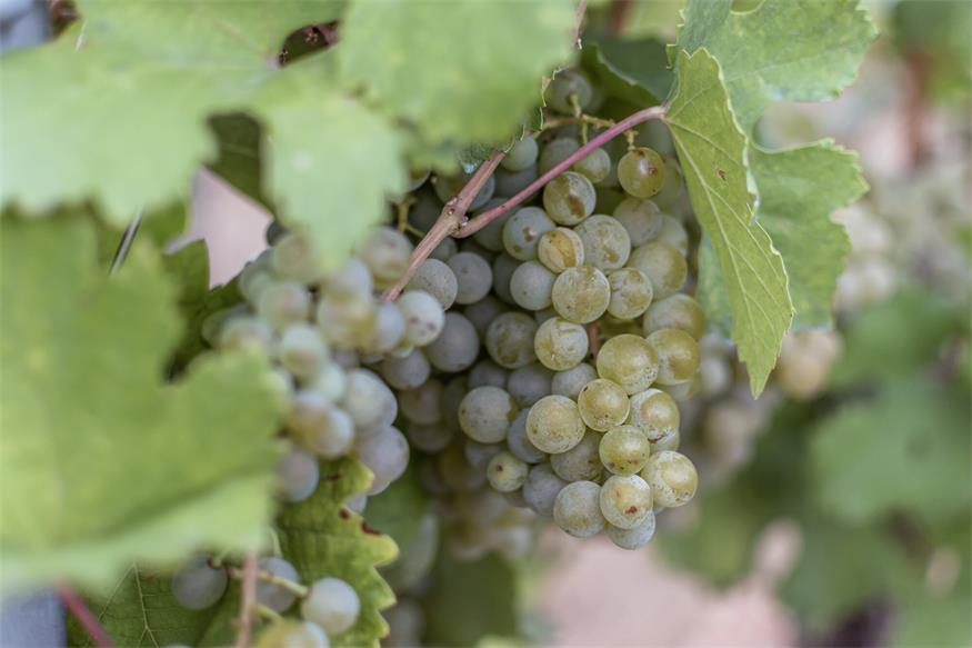 Weinlese 2025: „Der beste Jahrgang des Jahrtausends“? Weinlese 2025: „Der beste Jahrgang des Jahrtausends“?