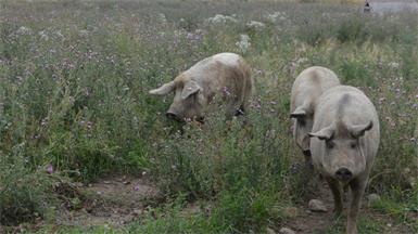 Mit Herzblut und Verstand – Junge Bauern, alte Tierrassen