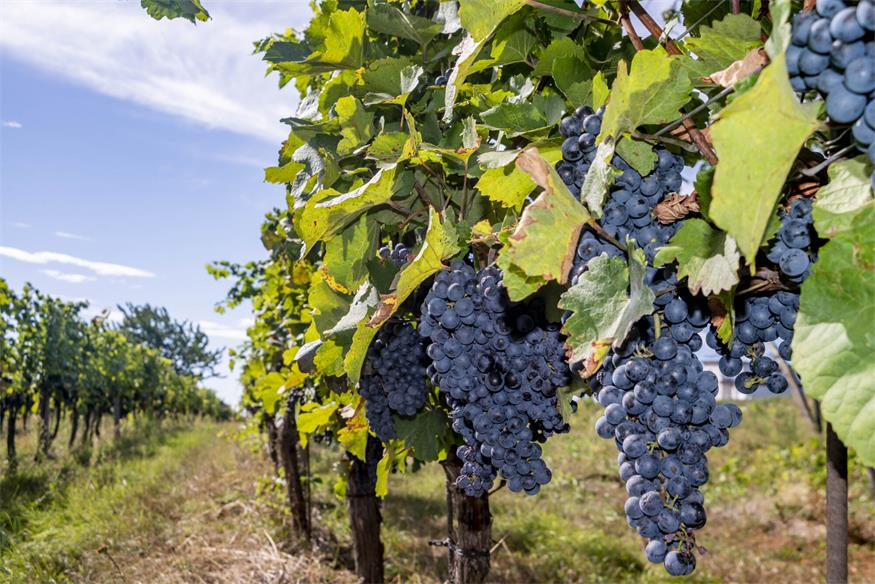 Qualität hui, Preise pfui - schwierige Zeiten in der Weinbranche Qualität hui, Preise pfui - schwierige Zeiten in der Weinbranche