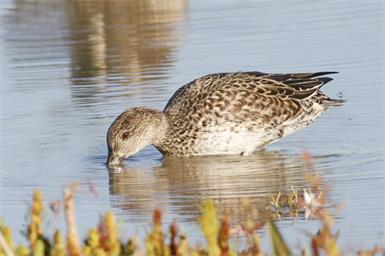 Lange Lacke im Seewinkel droht zu verschwinden