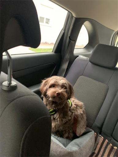 Hund in Jois vermisst: Hinweise erbeten!