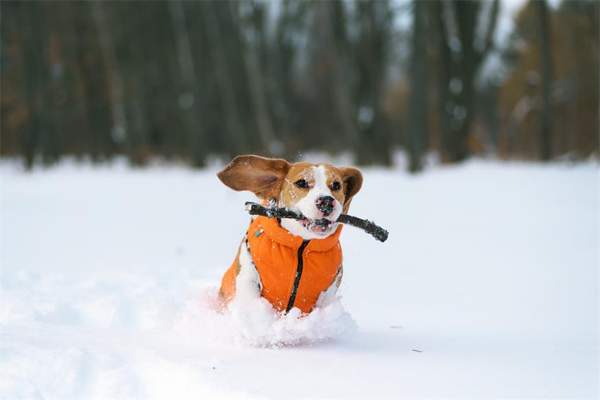 So kommen Ihre Haustiere gut durch den Winter 