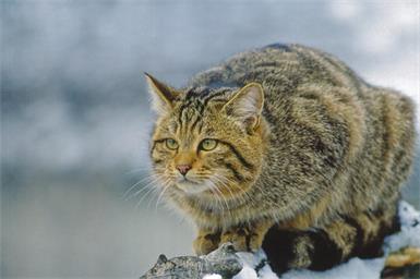 Rückkehr der Wildkatze ins Südburgenland
