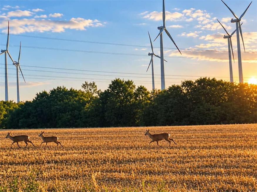 Nirgendwo sterben mehr Wildtiere als im Neusiedler Bezirk 