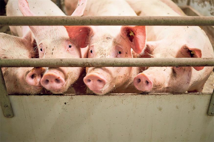 VfGH gibt dem Land recht: Schweinehaltung wird strenger geregelt 