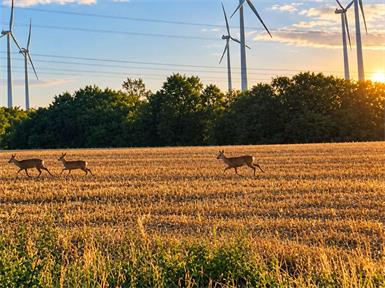 Nirgendwo sterben mehr Wildtiere als im Neusiedler Bezirk