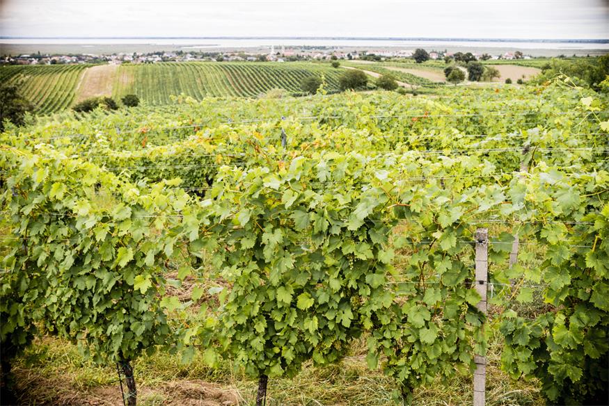 Burgenland macht bei Weingarten-Klassifizierung nicht mit Burgenland macht bei Weingarten-Klassifizierung nicht mit