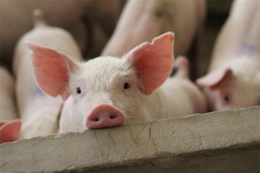 Auf den VfGH-Erfolg folgt die „Rettungsaktion“ für Schweinehalter 