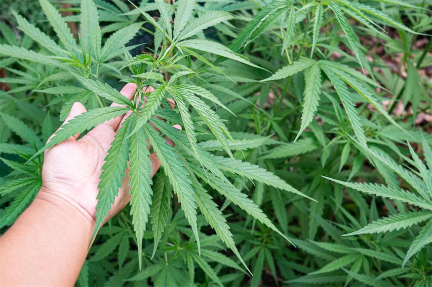 25-Jähriger in Kittsee mit 23,6 Kilo Marihuana erwischt 