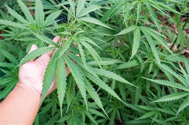 25-Jähriger in Kittsee mit 23,6 Kilo Marihuana erwischt