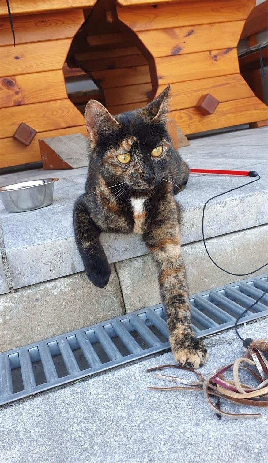 „Wir vermissen unsere Lucy“: 300 Euro Finderlohn 
