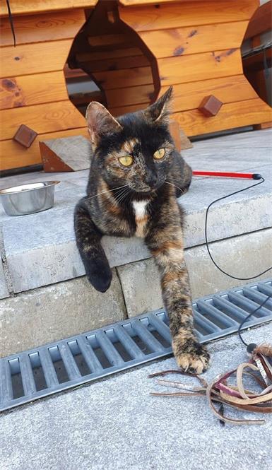 „Wir vermissen unsere Lucy“: 300 Euro Finderlohn