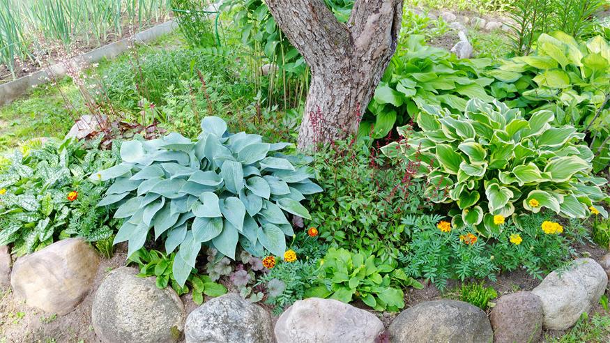 Blumen unterm Baum bringen's 
