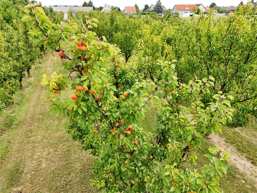 Kittseer Marille: Bis zu 50 Prozent Ernteausfall erwartet Kittseer Marille: Bis zu 50 Prozent Ernteausfall erwartet