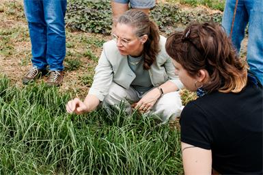 Neue Anbauversuche sollen Wasser im Seewinkel sparen