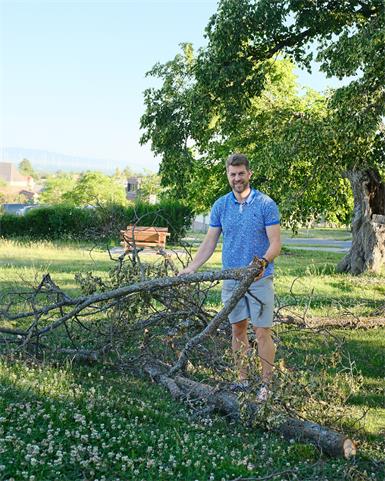 Professionelle Pflege für Hornsteins historische Lindenallee