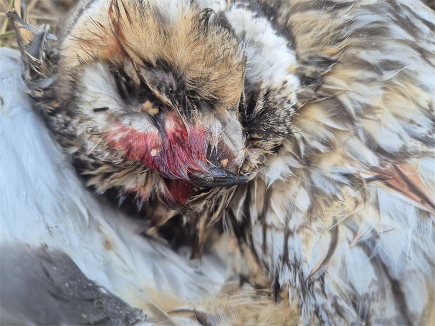 Nach Eulentötung: PETA setzt 1.000 Euro Belohnung aus 