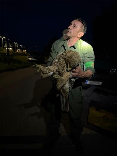 Verletzter Kaiseradler bei Parndorf gerettet