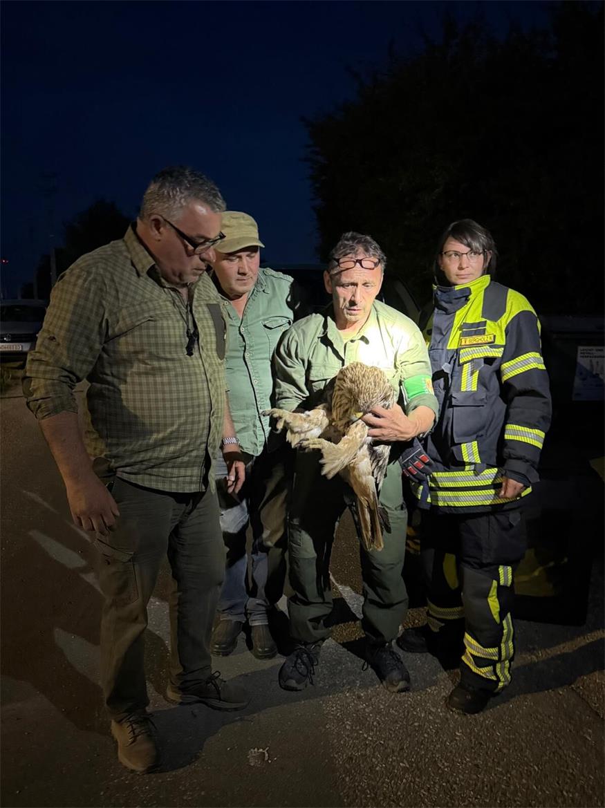 Verletzter Kaiseradler bei Parndorf gerettet 