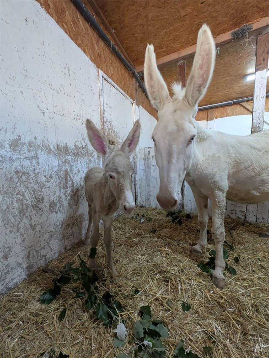 Seltene Eselrasse: Erstes Fohlen am Gut St. Martins geboren 