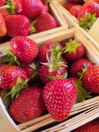 Beliebte Beere: Jede/r in Österreich isst jährlich 3,8 Kilo Erdbeeren