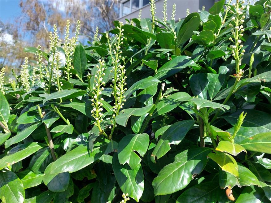 Burgenlands Vorstoß gegen invasive Arten scheitert in Eisenstadt Burgenlands Vorstoß gegen invasive Arten scheitert in Eisenstadt