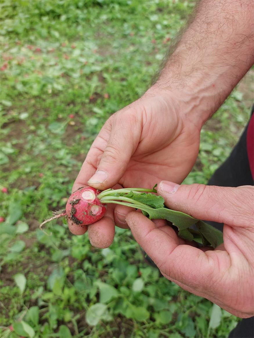 So wird der Garten fit für die Saison So wird der Garten fit für die Saison