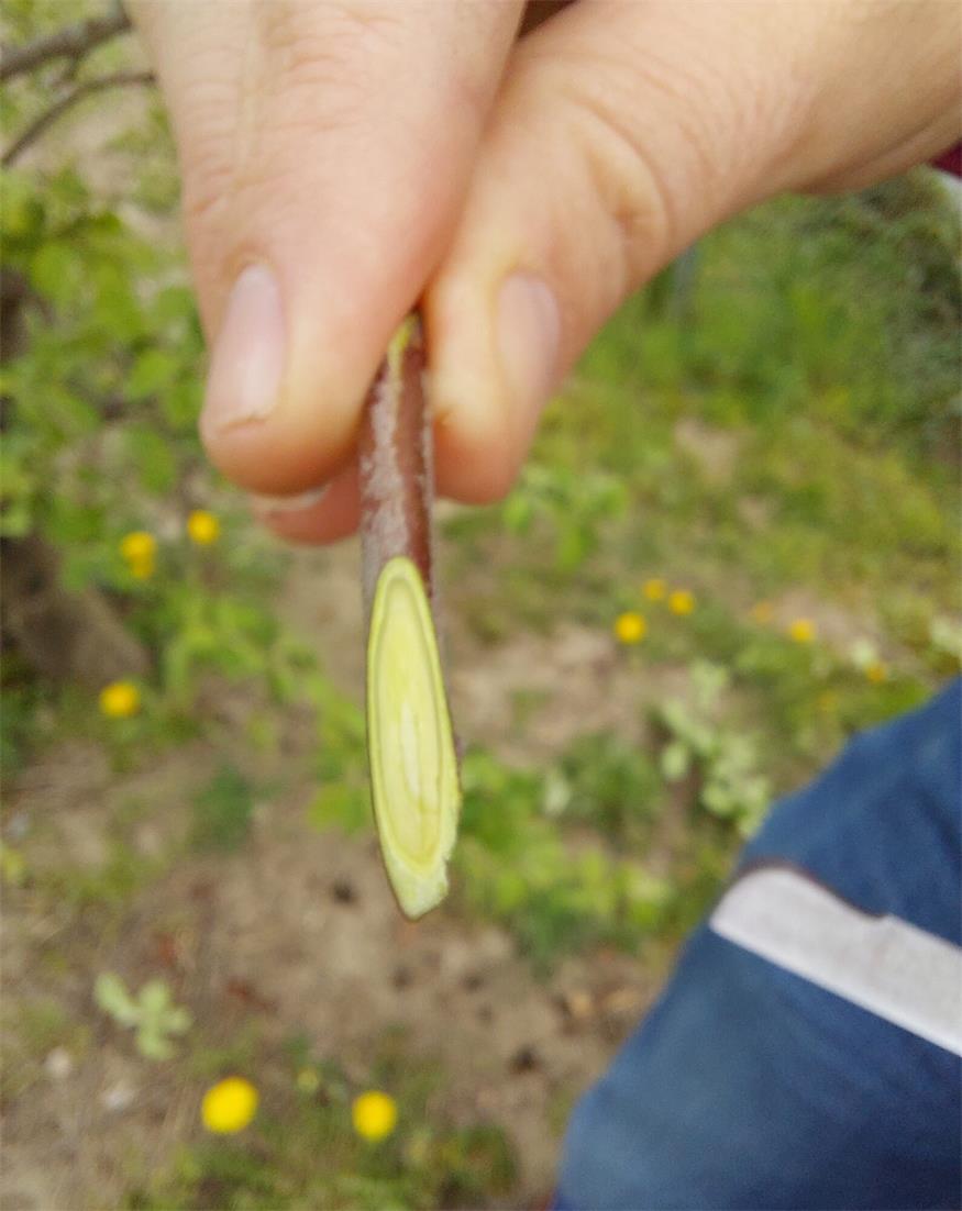 So wird der Garten fit für die Saison So wird der Garten fit für die Saison