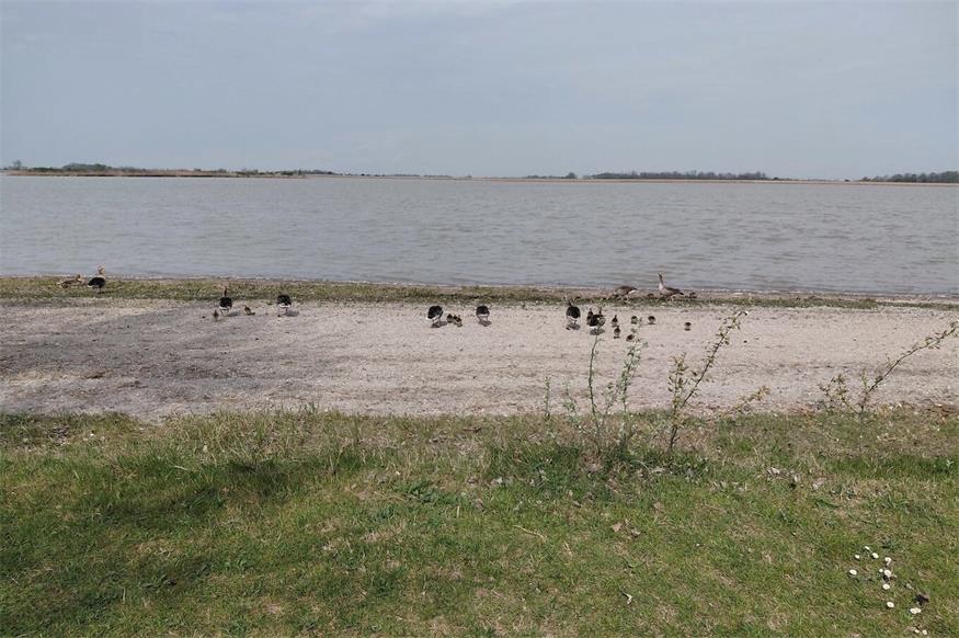 Hingucker: Gänseküken am Zicksee Hingucker: Gänseküken am Zicksee