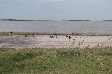 Hingucker: Gänseküken am Zicksee