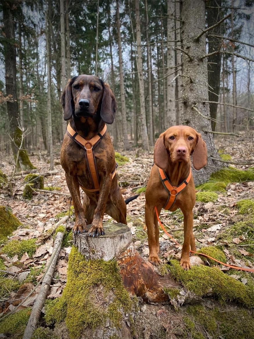Jeder Hund bringt seine Geschichte mit 