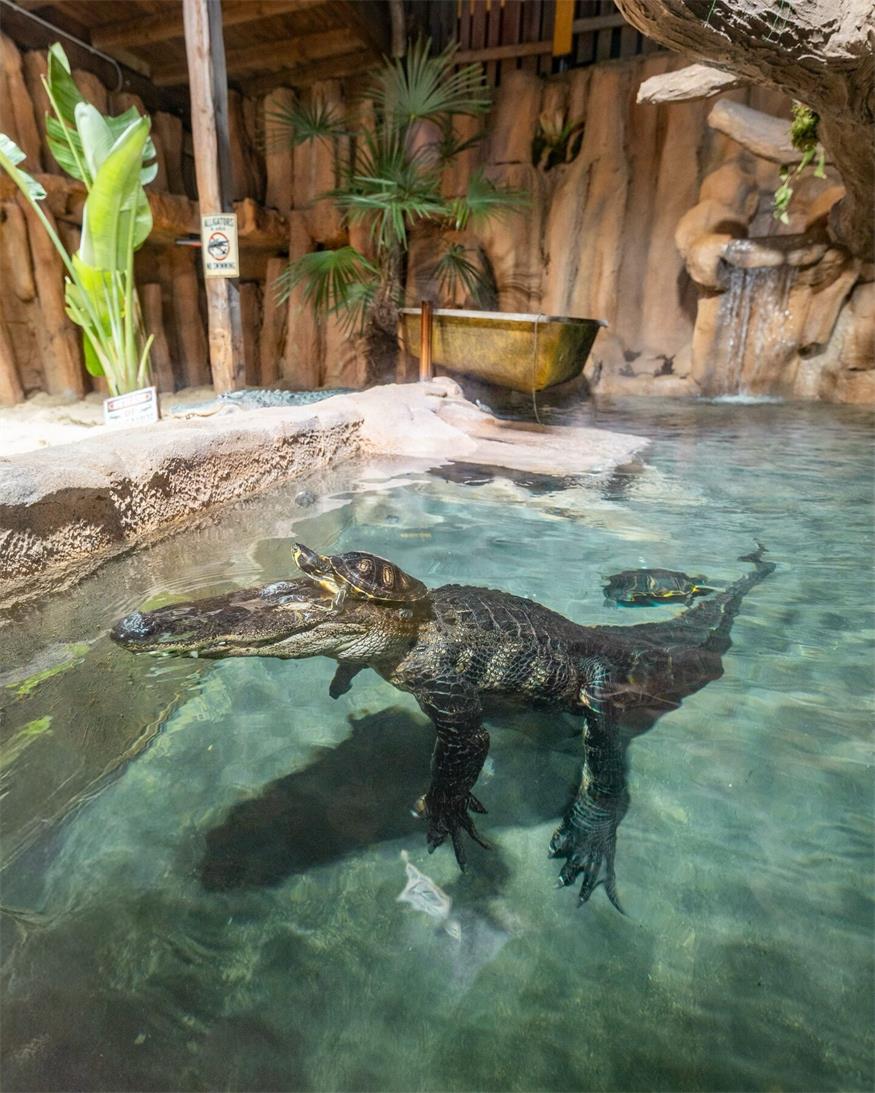 Neue „Stars“ im Reptilienzoo: Mississippi-Alligatoren eingetroffen 