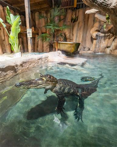 Neue „Stars“ im Reptilienzoo: Mississippi-Alligatoren eingetroffen