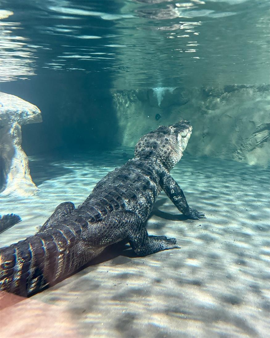 Neue „Stars“ im Reptilienzoo: Mississippi-Alligatoren eingetroffen 