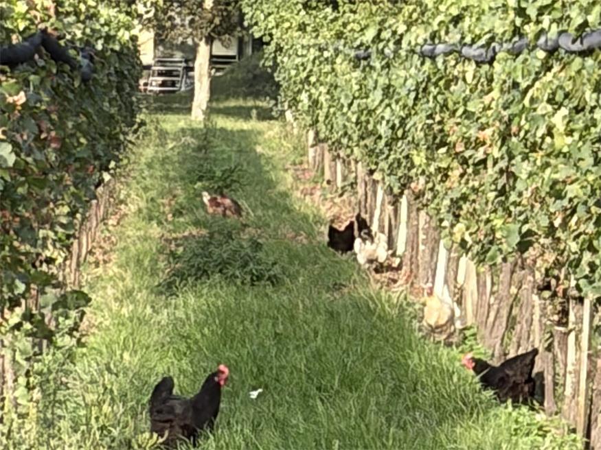 Bäume gegen die Hitze: Umathums Rezept für den Weinbau 