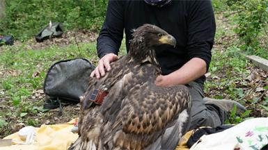 Seeadler-Bestand wächst: Erfolgreiche Rückkehr ins Burgenland
