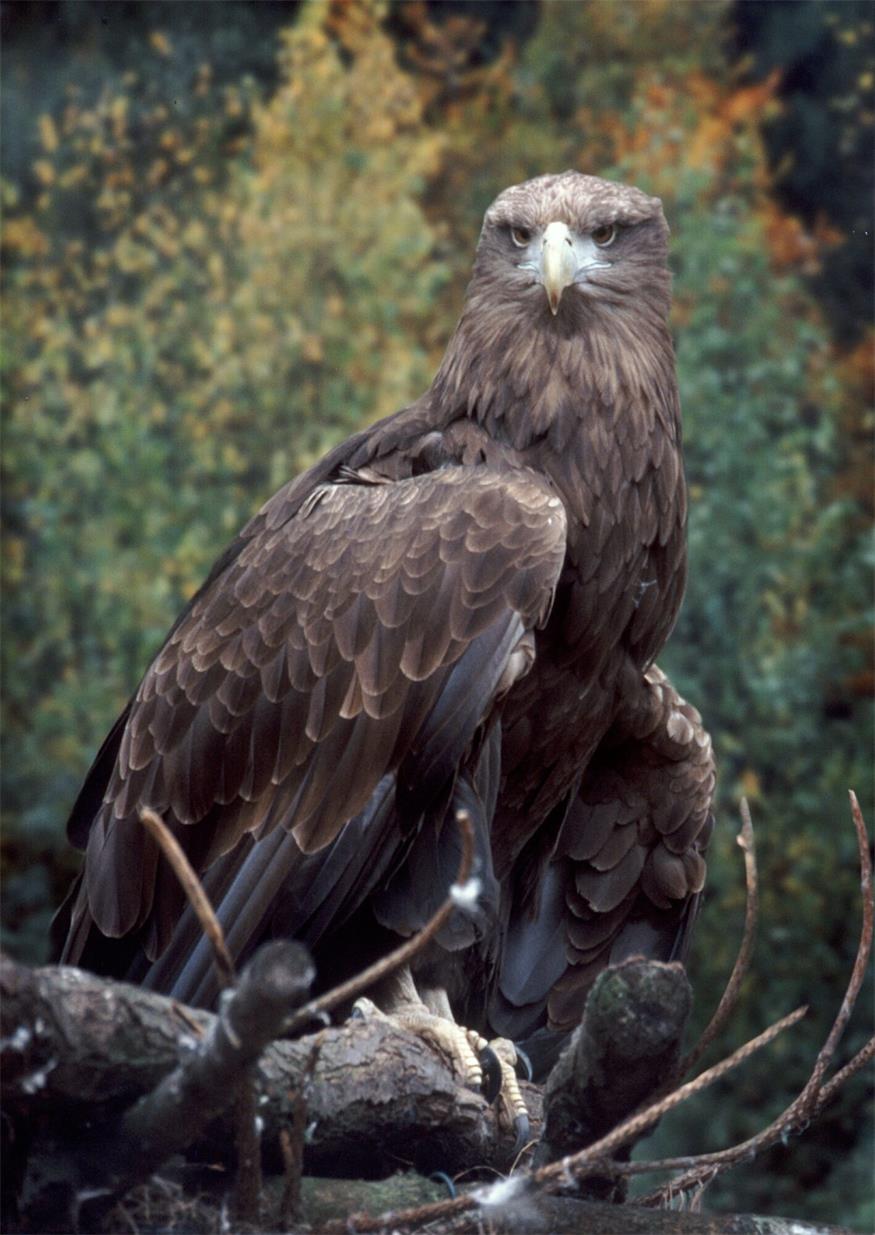 Seeadler-Bestand wächst: Erfolgreiche Rückkehr ins Burgenland Seeadler-Bestand wächst: Erfolgreiche Rückkehr ins Burgenland