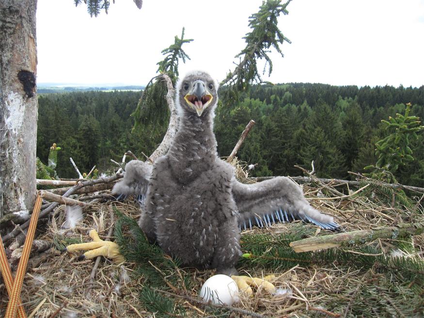 Seeadler-Bestand wächst: Erfolgreiche Rückkehr ins Burgenland Seeadler-Bestand wächst: Erfolgreiche Rückkehr ins Burgenland