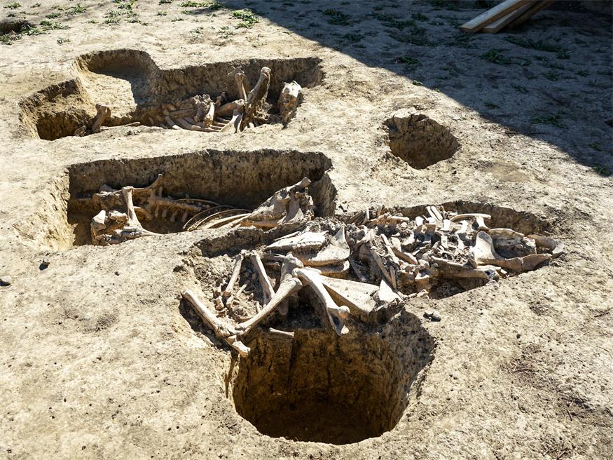 Archäologische Funde: Skelette von Menschen und Tieren entdeckt 